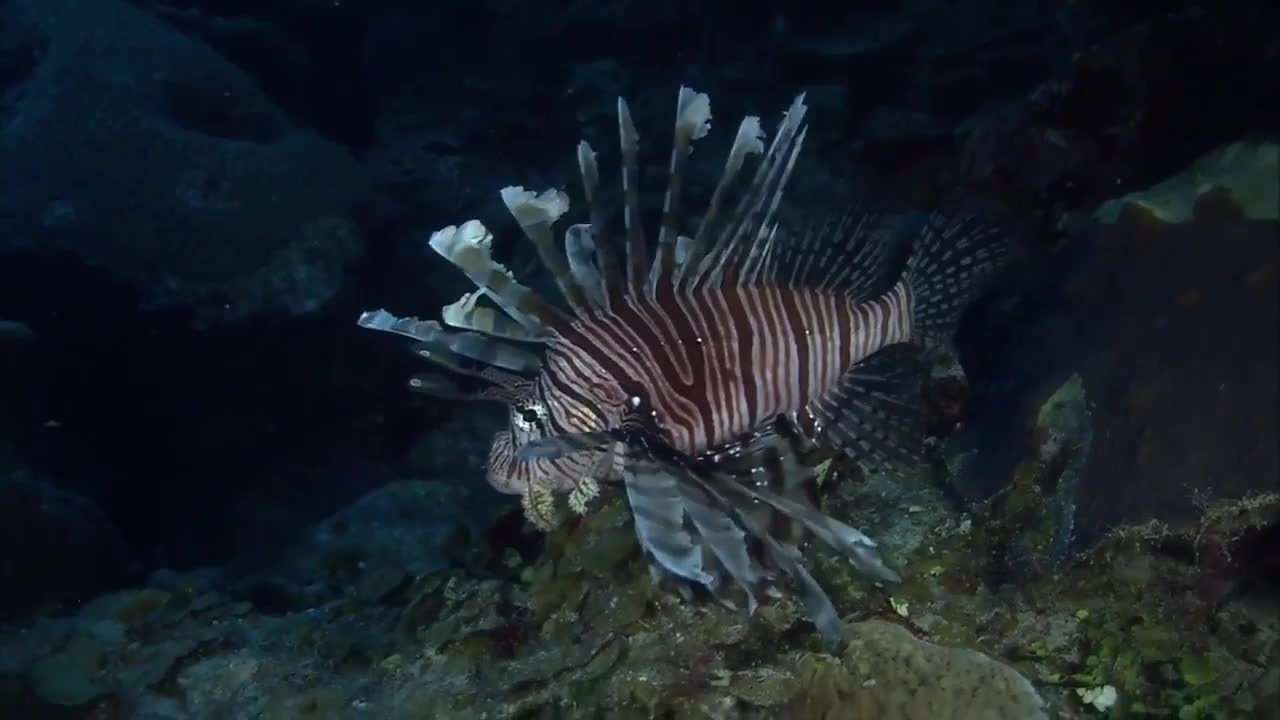 Divers Tackle Invasive Lionfish in Deerfield Beach Showdown