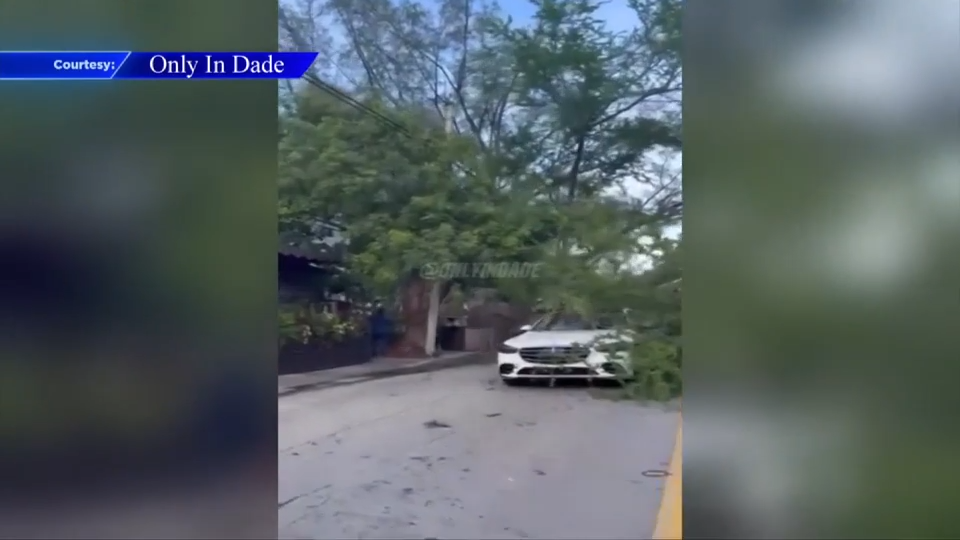 Large Tree Falls on Cars in Miami, No Injuries Reported