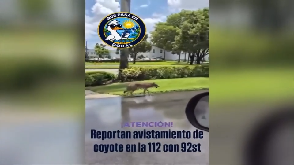 Video Captures Coyote Sighting in Northwest Miami-Dade