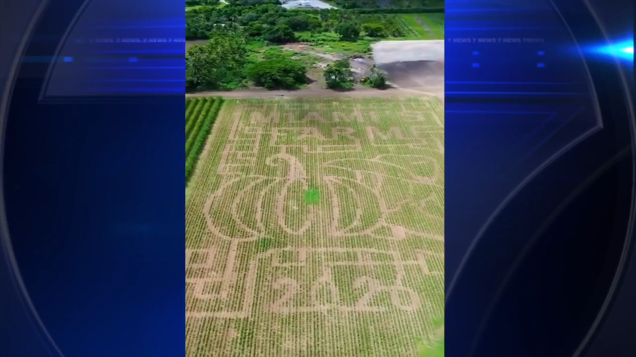 wsvn.com - Sebastian Cuervo - The Berry Farm's 7th Annual Harvest Festival brings a taste of fall to South Florida - WSVN 7News | Miami News, Weather, Sports | Fort Lauderdale