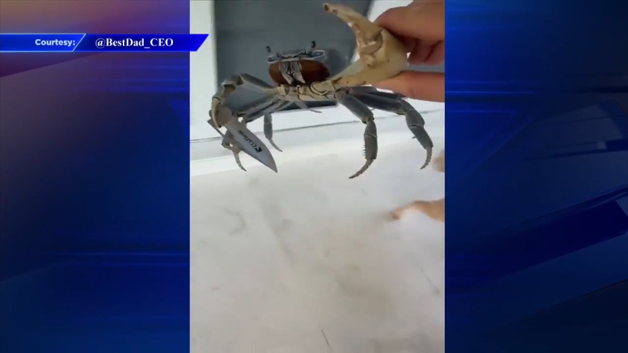 Bizarre video captures crab swinging blade at man, dog in Palmetto Bay