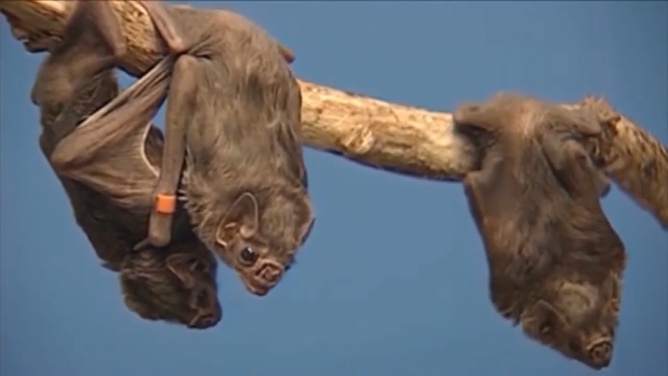Rabies found in Central Florida’s bat population; no human cases reported