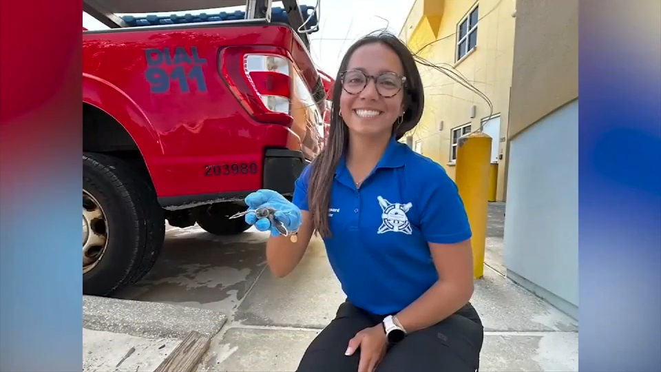 Volusia County lifeguard rescues baby sea turtle stranded on shore