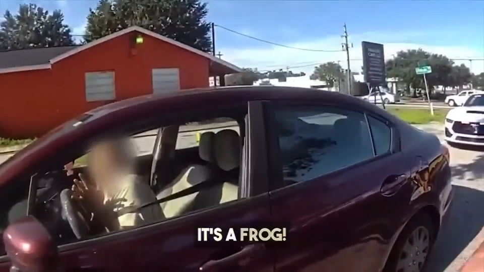 Bodycam footage shows frog jumping into car during traffic stop near Tampa