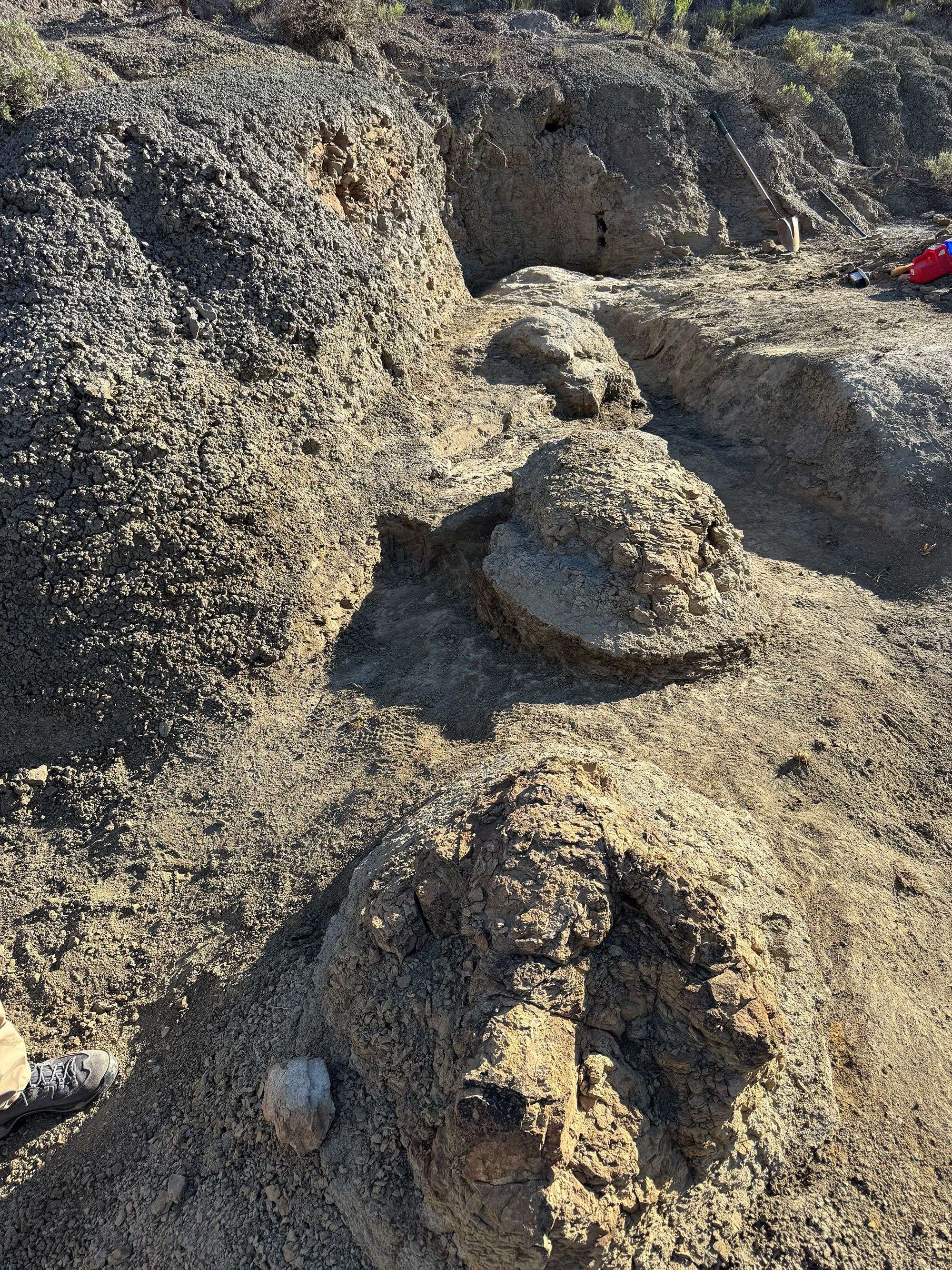 A teacher spotted two unusually large footprints. They turned out to be a first for science