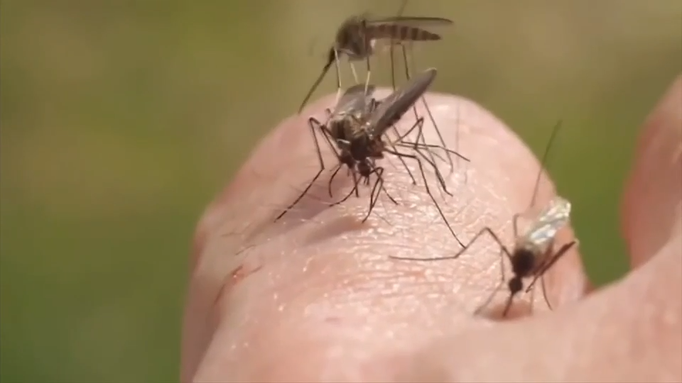 Florida Leads U.S. in Reported Dengue Cases Amid County Surges