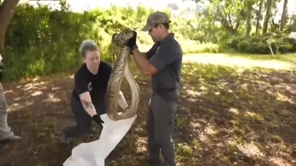 wsvn.com - Matthew Garcia - UF researchers aim to use new tool to identify python population patterns, curb their growth in Florida - WSVN 7News | Miami News, Weather, Sports | Fort Lauderdale