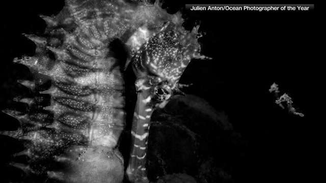 Striking portrait of a seahorse farewell wins Ocean Photographer of the Year 2026