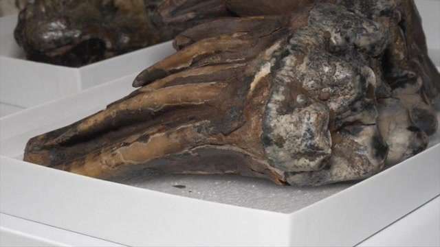Researcher discovers mastodon molar along California’s coastline