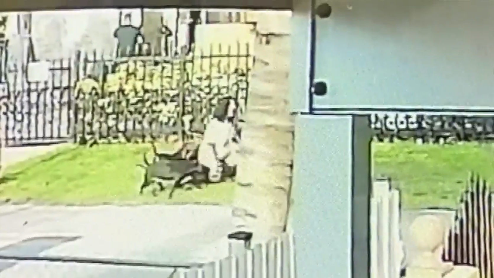Video shows vicious attack involving terrier mixes that left woman critical; woman who takes care of dogs speaks out