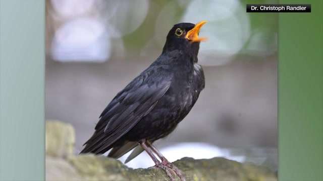 Which bird has the most melodious song? A new study has an answer