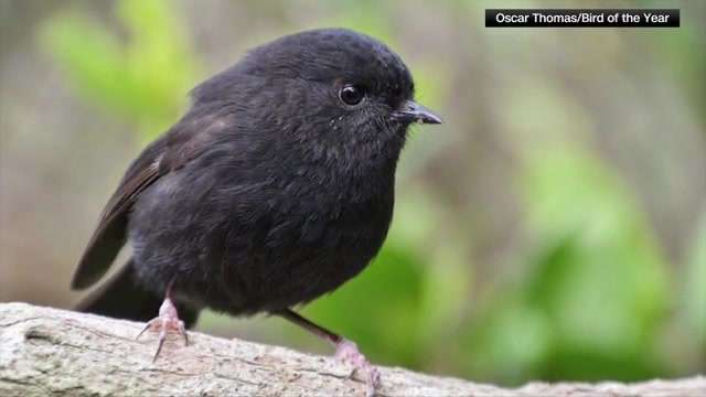 This tiny ‘goth’ bird was nearly extinct. Now it’s New Zealand’s Bird of the Year