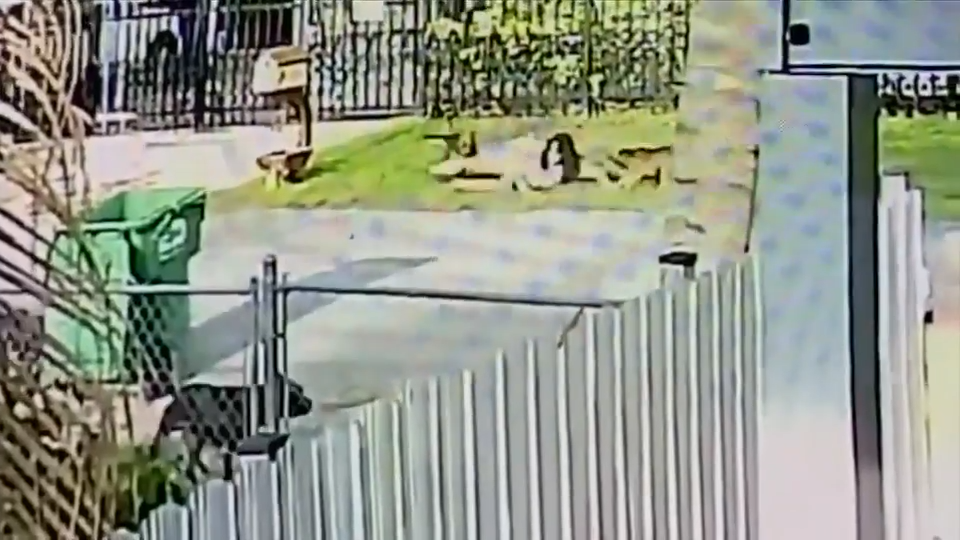 2 dogs in MDAS custody after woman mauled by pack of terrier mixes in NW Miami-Dade; 1 remains on the loose
