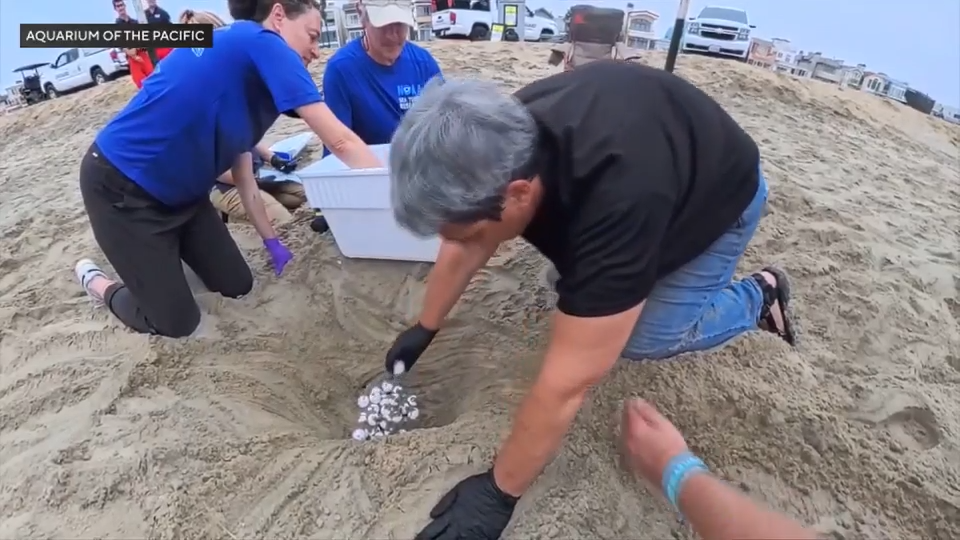 Marine biologists relocate sea turtle eggs from California beaches