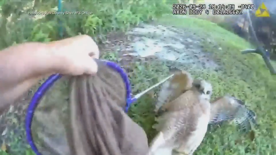Deputy in Tampa rescues hawk trapped under pool cover, bodycam video shows