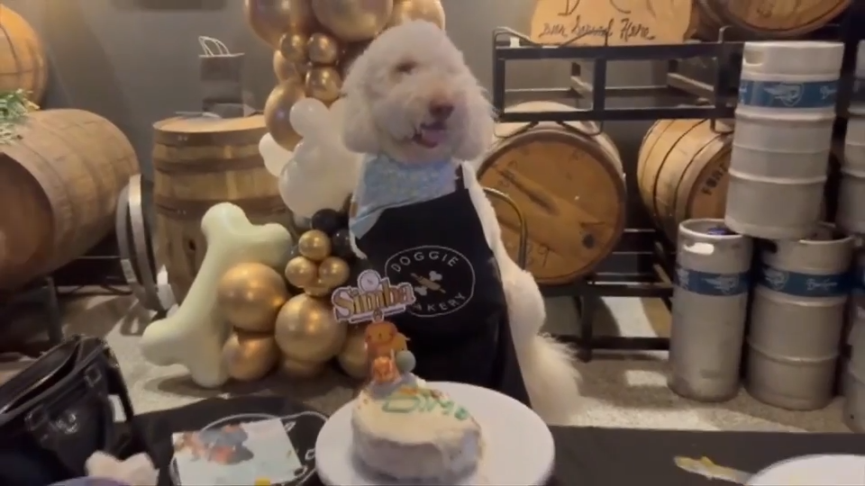 Shower your furry friend in special treats made with pups in mind at the Doggie Bakery