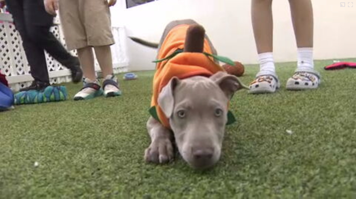 Humane Society of Broward Hosts Halloween Festival to Promote Dog Adoptions
