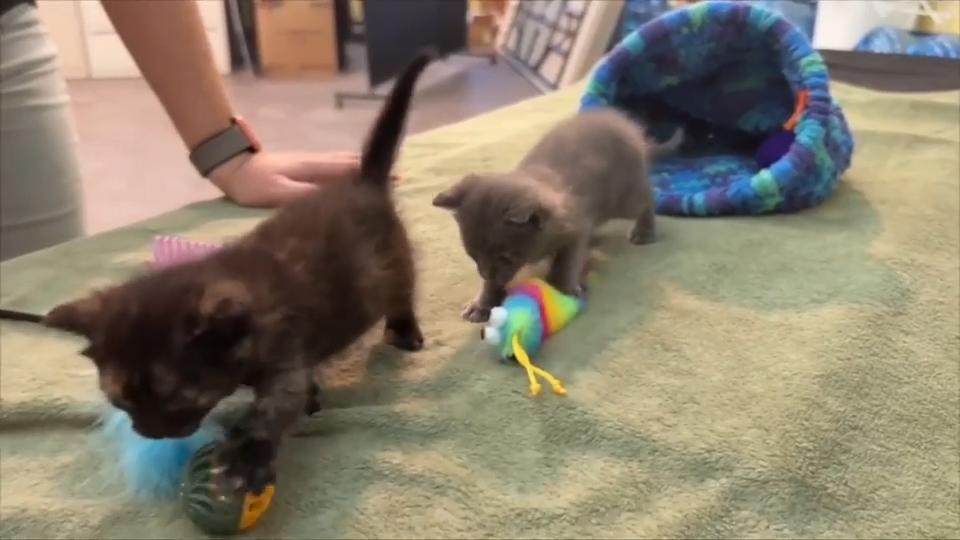 ‘They’re real living miracles’: 2 kittens recovering in foster care after a woman buried them alive in Hobe Sound, deputies say
