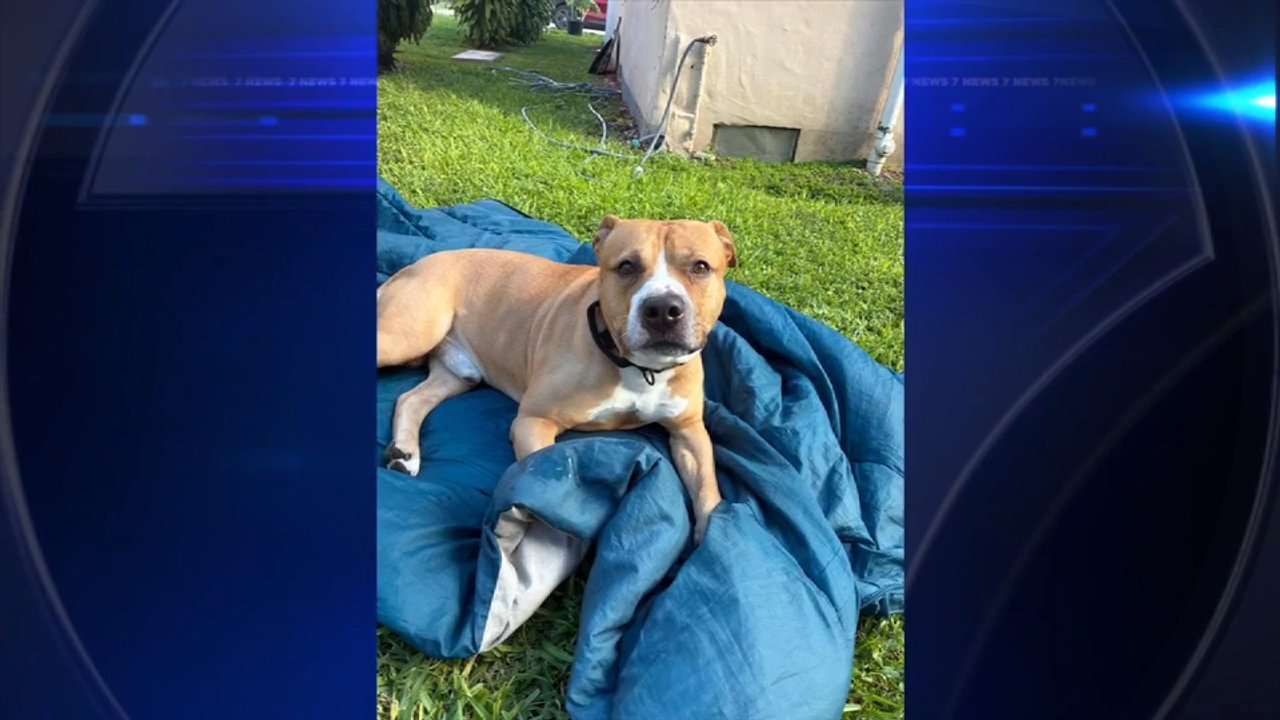 NORTHWEST MIAMI-DADE, FLA. (WSVN) - A young girl was rushed to the hospital after the family dog bit her.Miami-Dade Sheriff’s Office deputies and Fire Rescue<a class="excerpt-read-more" href="https://wsvn.com/news/local/miami-dade/pitbull-bites-young-girl-miami/">Read More</a>