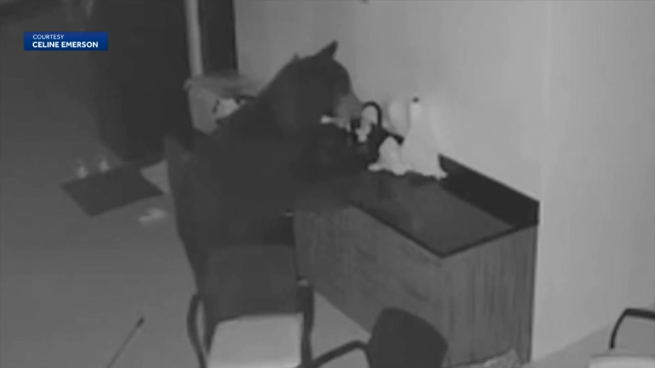 Bear opens fridge, swipes booze after breaking into patio of Naples home; owner says gate was left unlocked