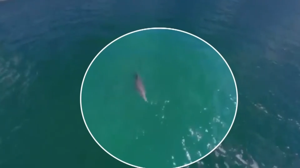 Police Marine Patrol Frees Dolphin Tangled in Net in Biscayne Bay