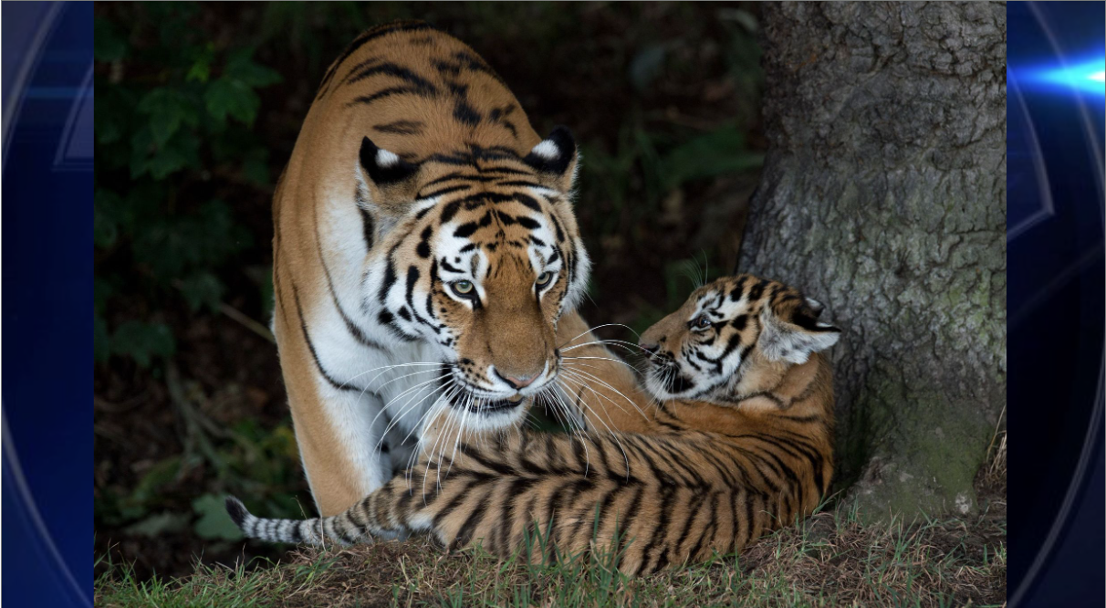 Man dies after entering tiger enclosure at UK wildlife park