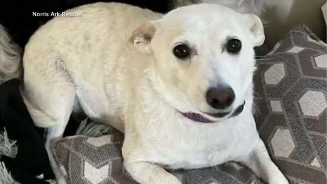 Luna, a Jack Russell terrier mix missing for over a month in Yellowstone, is reunited with her owners