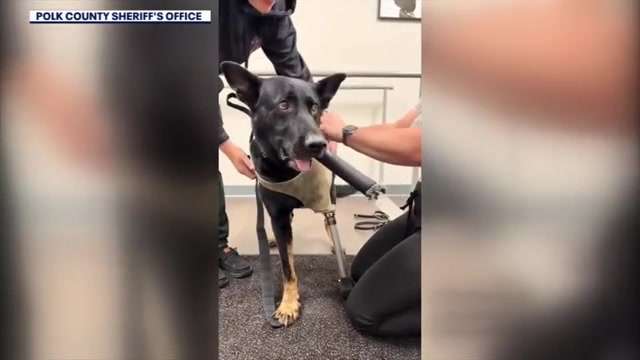Retired Polk County K-9 receives prosthesis after losing leg following shootout